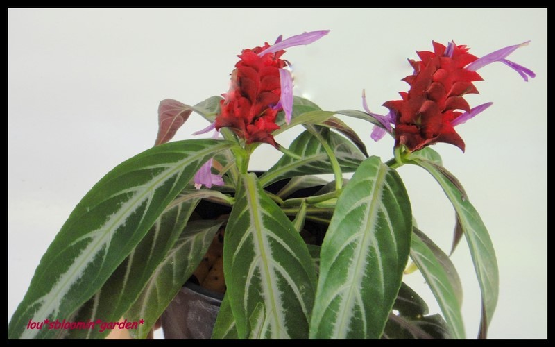 Brazilian Fireworks Plant