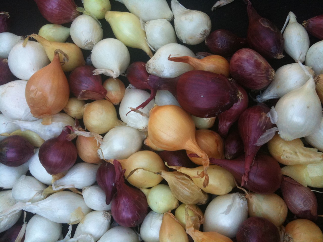 Mixed Onion Bulbs Sets Ready for Planting. Free Shipppingon 2nd Order