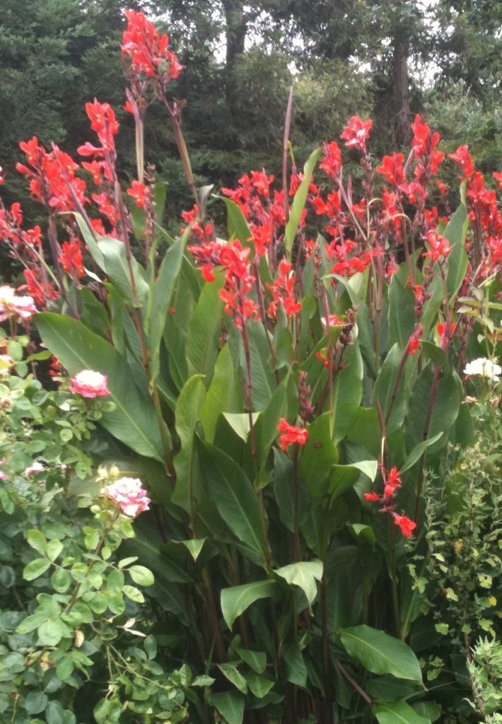Red Canna Lily Rhizome Bulb of the highest quality Ready to Plant eBay
