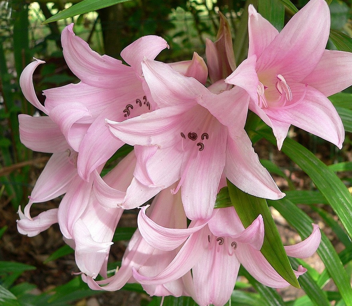 Pink Nked LadyAmaryllis Belladonna Flower Bulbs Second Order Added