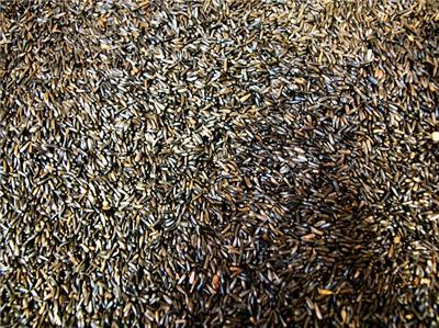 50 lb nyjer seed thistle bulk bird food gold finch ebay 50 lb nyjer seed thistle bulk bird food gold finch ebay