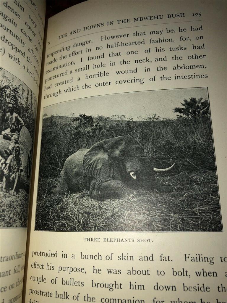 Do elephants help other animals picture