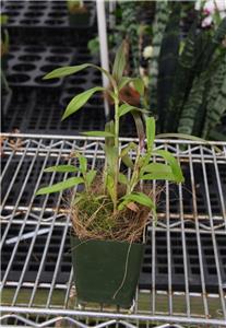 Two unusual species OPS08 Blooming Size Epi coronatum x scriptum Orchid Plant 