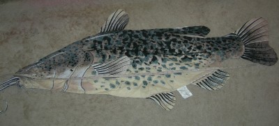giant catfish body pillow