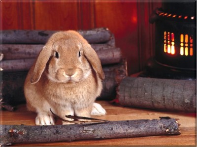 美国代购magnet, bunny, rabbit, logs, wood burning stove美国代购