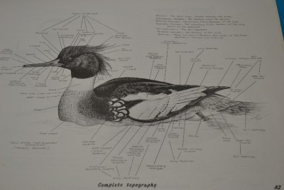 duck carving patterns - Carving - art created using knife