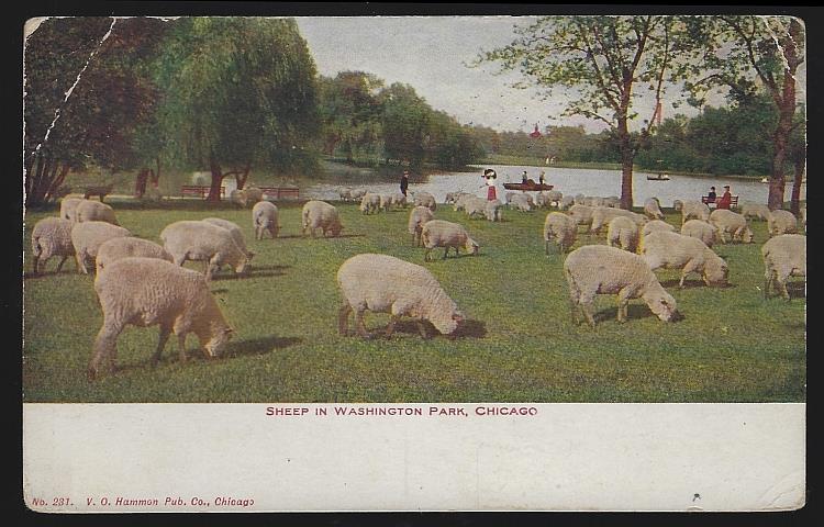 Postcard - Sheep in Washington Park, Chicago, Illinois