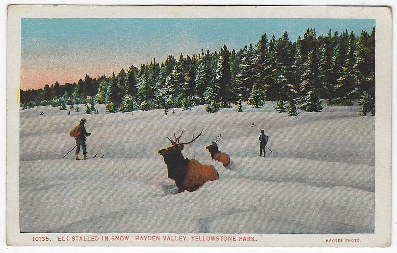 Image for ELKS STALLED IN SNOW, HAYDEN VALLEY, YELLOWSTONE NATIONAL PARK