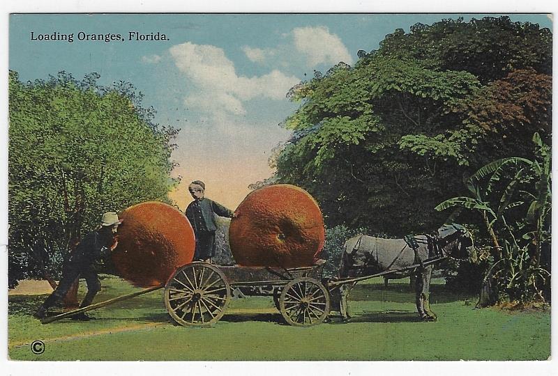 Postcard - Loading Oranges, Florida