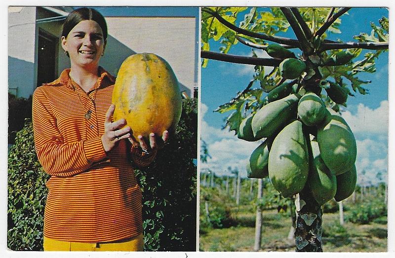 Postcard - Lovely Lady with Papaya and Papaya Tree, South Florida