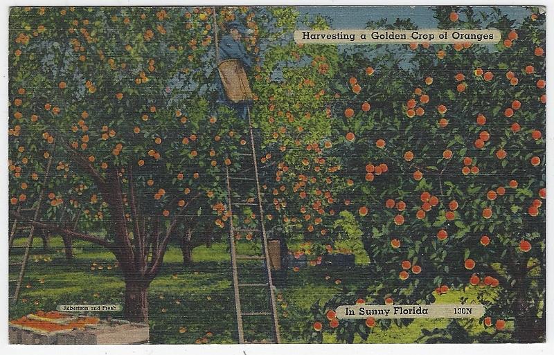 Postcard - Harvesting a Golden Crop of Oranges in Sunny Florida