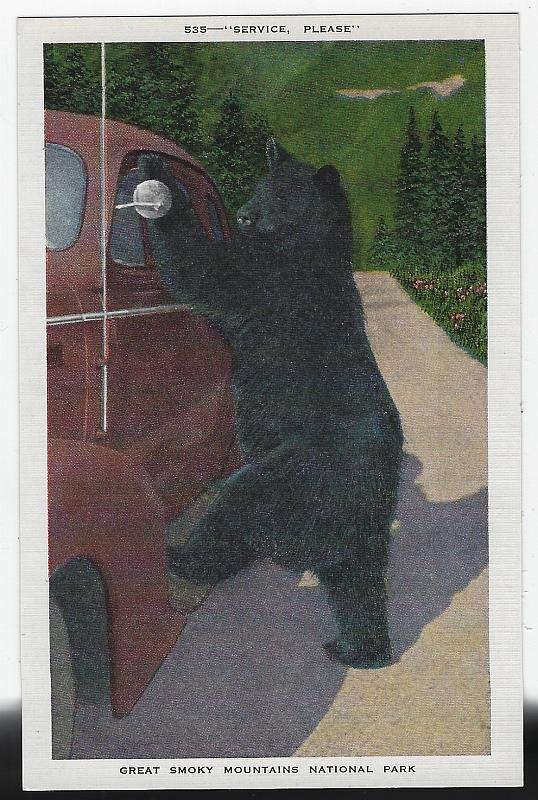 Postcard - Native Great Smoky Mountain Bear at Car, National Park