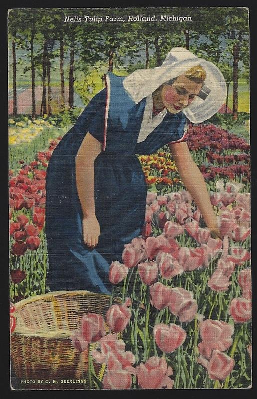Postcard - Nelis Tulip Farm, Holland, Michigan