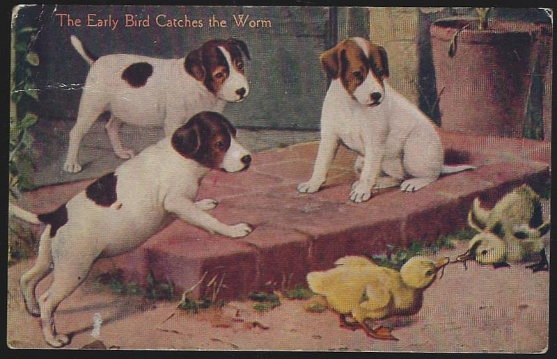 Postcard - Puppies and Chicks Fighting over Worm the Early Bird Catches the Worm