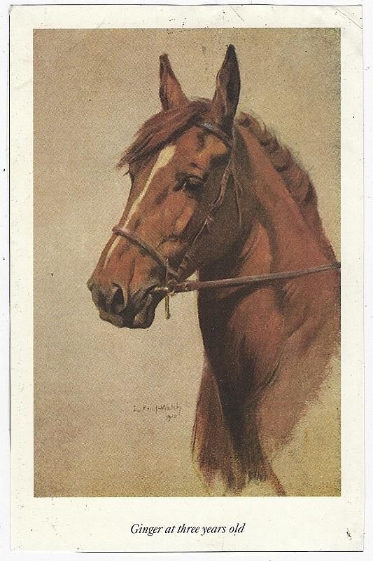 GINGER AT THREE YEARS OLD LUCY KEMP-WELCH BLACK BEAUTY ILLUSTRATION