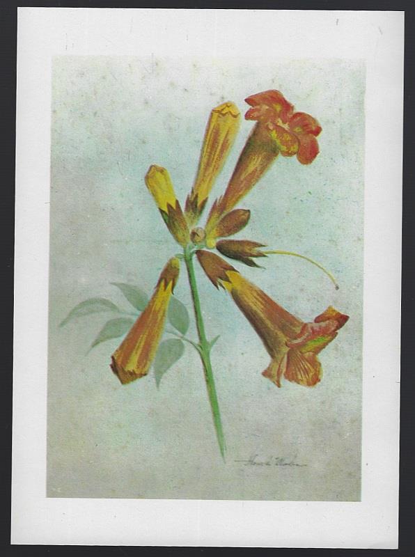 TRUMPET VINE FLOWER PRINT