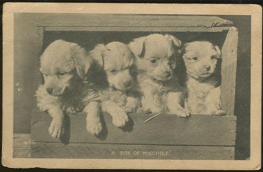 Postcard - Four Puppies, Box of Mischief