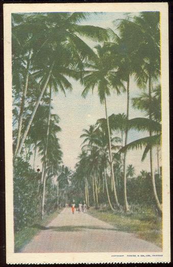 Image for THREE PEOPLE ON PALM LINED WALK IN TRINIDAD
