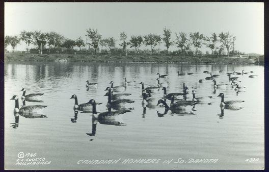 Image for REAL PHOTO POSTCARD OF CANADIAN HONKERS IN SOUTH DAKOTA