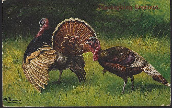 Postcard - Thanksgiving Greetings Postcard with Turkeys