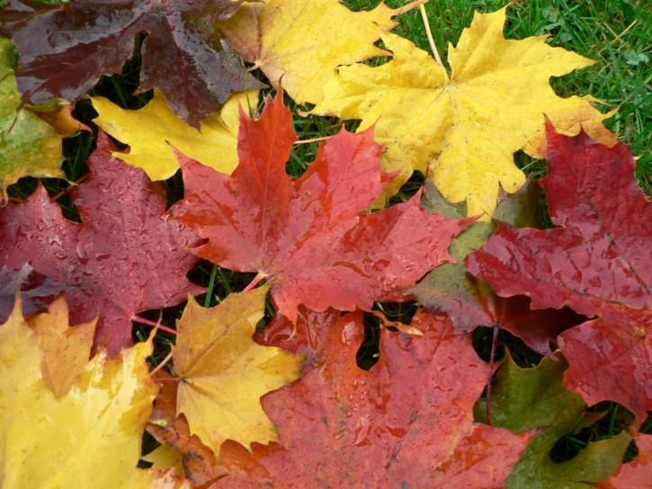 Backyard Autumn Work - Colourful leaves 