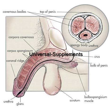 Almeta recommends best of Penis and sperm and semen Asian gangbang gif