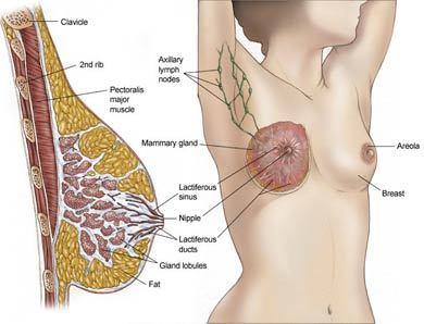 symptoms of shemale symptoms of shemale