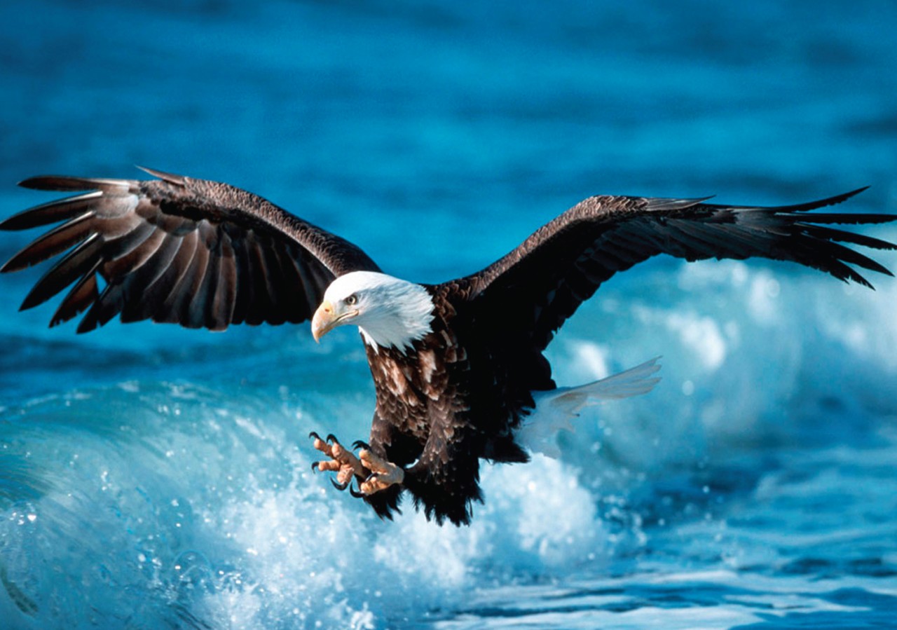 american eagle a3 poster print picture a559