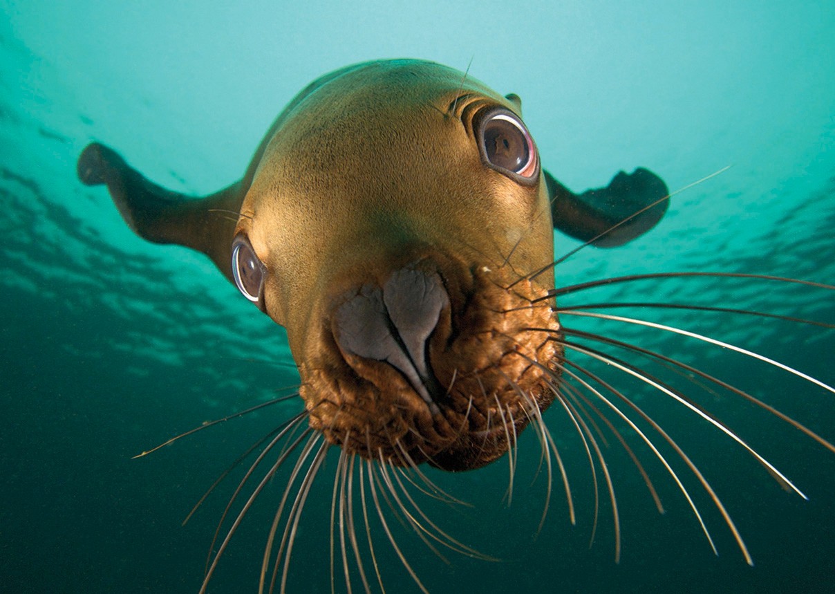 sea lion nature a3 poster print amk1255