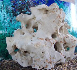 Large Beautiful Texas Holey Limestone Aquarium Centerpiece Garden Fish Rock