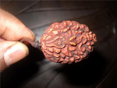 1 Mukhi Ek Mukhi Rudraksha Benefits And Power Of One Induced Info Say you have got some real source of getting one mukhi round. 1 mukhi ek mukhi rudraksha benefits and