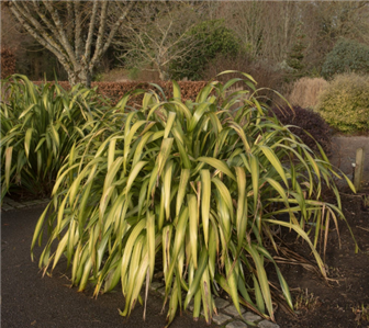 Setaria Palmifolia 10 Seeds Palm Grass Ornamental Grass Seeds Ebay
