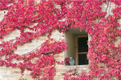 FREE S/&H BOSTON IVY Parthenocissus Tricuspidata 20 SEEDS