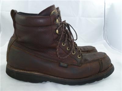 irish setter 807