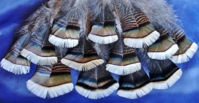 #1 Merriam's Upper Minor Tail Covert Feathers 