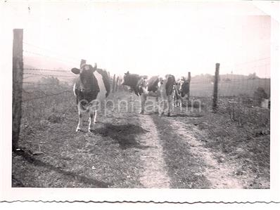 【中古】 Until the Cows Come  2duos Til The Cows Come Home Holsteins On Country Road By Fence