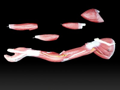 Human Anatomical Muscular Model Muscle System Medical Anatomy Skeleton