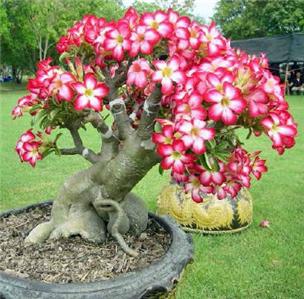 Adenium Obesum * RARE BOTTLE TREE SEED * Tropical Bonsai Plant * DESERT ...