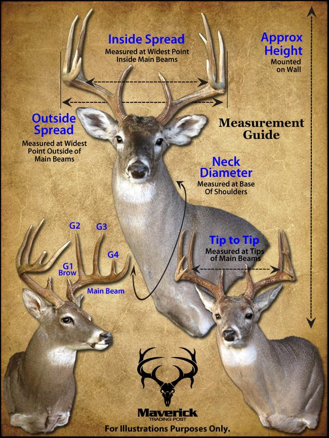 Texas 11 Point Whitetail Buck Deer Shoulder Mount Taxidermy Trophy ...