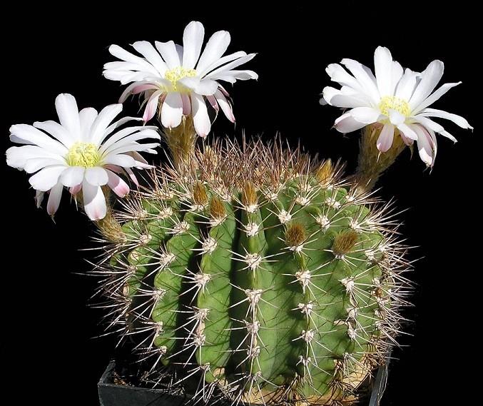Acanthocalycium Klimpelianum (10 SEEDS) Rare Cactus Samen Korn ...