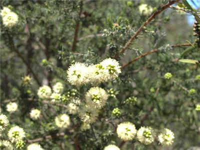 Kunzea glabrescens Spearwood seeds N 282