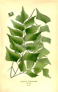 Fern Collection Botanical Vintage Illustrations 8X10 Prints SET OF 12