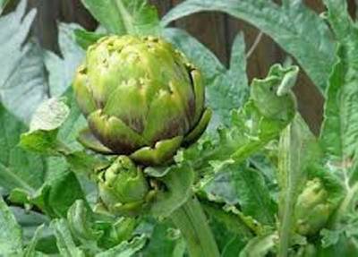 100+ Organic Green Globe Artichoke Seeds - Non-GMO, Heirloom, Fresh 2025 Harvest