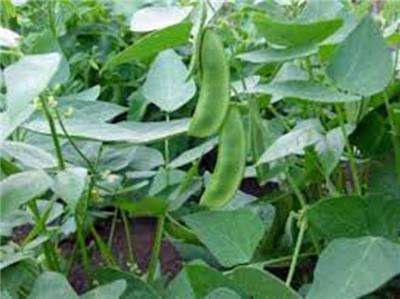 Slenderette Bush Bean Seeds - 500+ Non-GMO Seeds - Great Tasting & Healthy