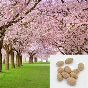 ポ*ー様 Cherry Blossom Baits チェリーブロッサム　MPBル ポ*ー様 Cherry Blossom Baits チェリーブロッサムベイツ M