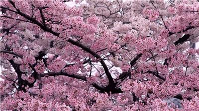 Pink Cherry Blossoms Tree Seeds Sakura -10/20/50 Packs-Same