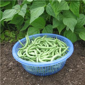 75 BEAN SEEDS - BUSH - STRINGLESS GREEN POD (BURPEE) 1 oz ...