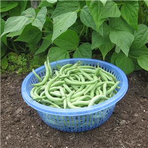 75 BEAN SEEDS - BUSH - STRINGLESS GREEN POD (BURPEE) 1 oz ...