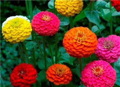 Zinnia Seeds 100 Fresh Pumila Cut Come Zinnia Seeds 100 Fresh Pumila Cut Come Again