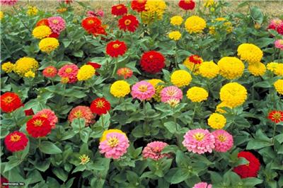 Zinnia Pumila Seeds 50 Fresh Cut Description